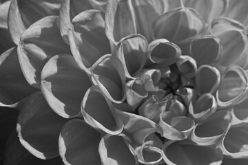 flower petals in black and white