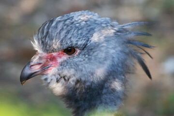 Chauna torquata, Southern screamer