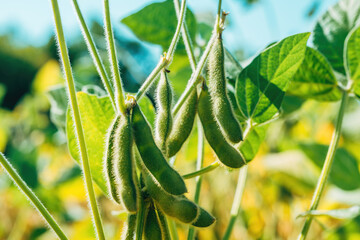 Close-up of green soybean pods growing in the field, symbolizing agriculture, nutrition, and...