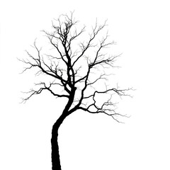Obraz premium vector tree silhouette