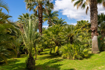 Palm trees in Madeira Botanical Garden in Funchal, Madeira, Portugal