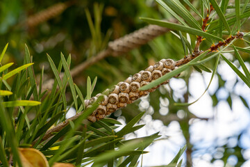 Close-up of a Melaleuca tree branch with seed capsules. Woody fruit pods arranged along the stem surrounded by narrow green leaves in natural sunlight.