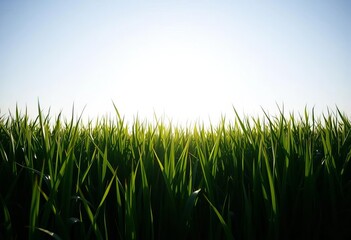 Continuous, unbroken grassy silhouette against a bright sky,  light,  fresh