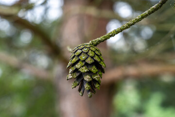 Old green moss covered pine cone on branch