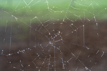 Morning dew on a spider web