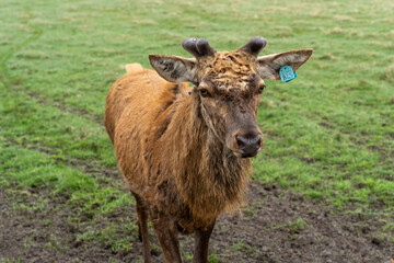 The red deer (Cervus elaphus) without antlers