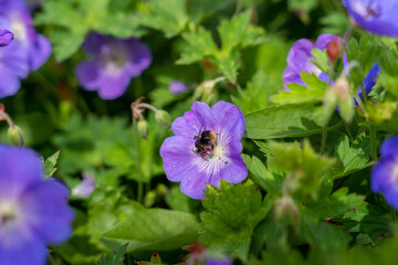 Bumblebee on purple cranesbill (Geranium pratense) flower blooming in a lush green garden