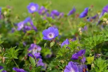 Close-up of purple cranesbill (Geranium pratense) flowers blooming in a lush green