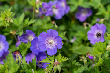 Close-up of purple cranesbill (Geranium pratense) flowers blooming in a lush green