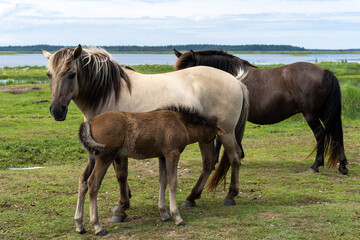 Family of wild konik polski or Polish primitive horses at Engure Lake Nature Park, Latvia © Abinieks