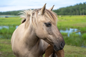Portrait of female wild konik polski or Polish primitive horse at Engure Lake Nature Park, Latvia © Abinieks