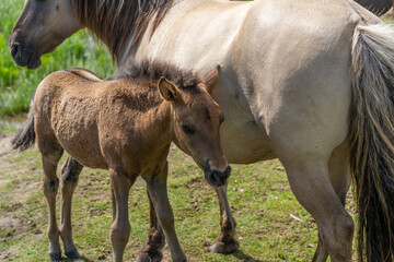 Mother and child of wild konik polski or Polish primitive horses at Engure Lake Nature Park, Latvia