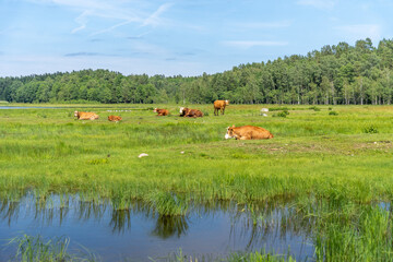 Herd of wild cows in green field in Engure Lake Nature Park, Latvia.
