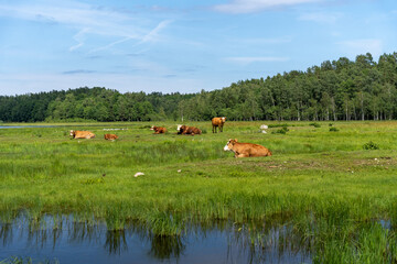 Herd of wild cows in green field in Engure Lake Nature Park, Latvia.