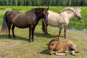 Family of wild konik polski or Polish primitive horses at Engure Lake Nature Park, Latvia © Abinieks