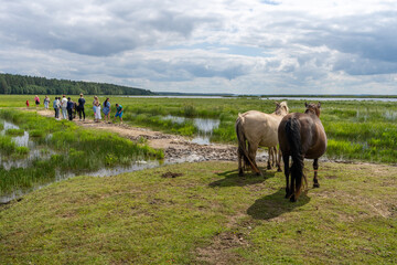 Engure, Latvia - 07.12.2025: Tourists and family of wild konik polski or Polish primitive horses at Engure Lake Nature Park, Latvia © Abinieks