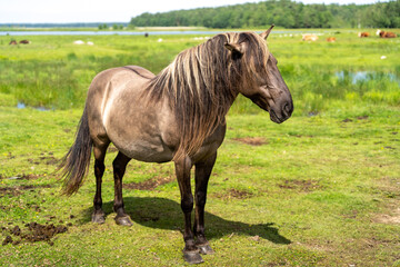 Male wild konik polski or Polish primitive horse at Engure Lake Nature Park, Latvia © Abinieks
