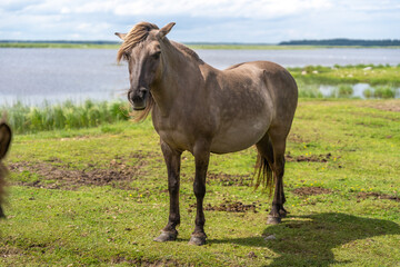 Female wild konik polski or Polish primitive horse at Engure Lake Nature Park, Latvia © Abinieks