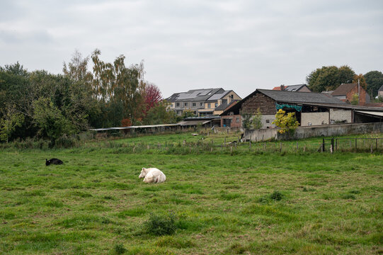Green lawn and rural scene in Korbeek Dijle, Bertem, Flemish Brabant, Belgium
