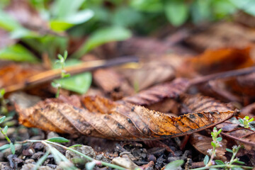 Close-up of autumn leaves in various shades of brown and orange, resting on the ground among green foliage, showcasing the beauty of nature's seasonal transition