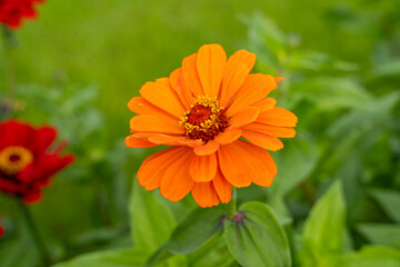 Common zinnia (Zinnia elegans) orange flower