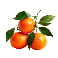 Three tangerines with leaves attached on a transparent background