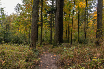 Fototapeta premium A forest path meanders through tall trees. The leaves begin to change color in autumn, creating a serene woodland scene.