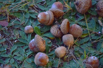 Acorns