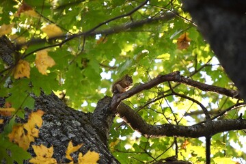 Red Squirrel