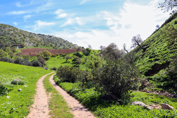 Irbid, Amman - The road to Birkat al-Arais - hiking in nature, among forests and trees 