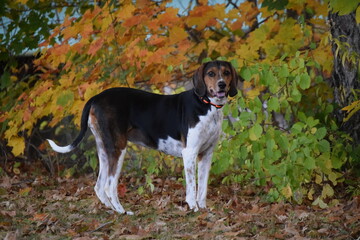 Treeing Walker Coonhound