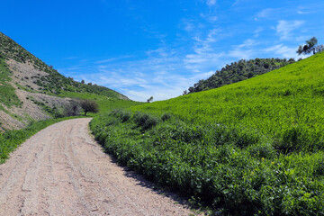 Irbid, Amman - The road to Birkat al-Arais - hiking in nature, among forests and trees 