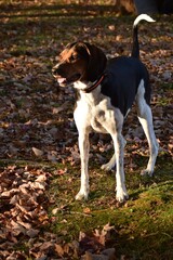 Treeing Walker Coonhound