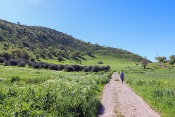 Irbid, Amman - The road to Birkat al-Arais - hiking in nature, among forests and trees 