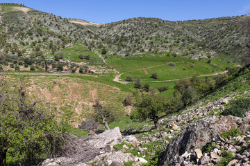 Irbid, Amman : Beautiful wadi in the road to Birkat al-Arais - Green grass, trees and fields (spring in Jordan)