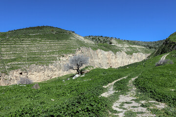 Irbid, Amman - The road to Birkat al-Arais - hiking in nature, among forests and trees 