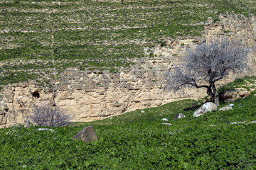 Irbid, Amman : Beautiful wadi in the road to Birkat al-Arais - Green grass, trees and fields (spring in Jordan)