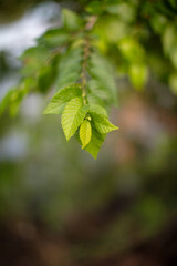 New branch budding