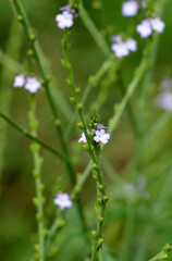 The medicinal plant Verbena officinalis grows in nature