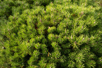 Close-up of lush green pine needles. The dense foliage showcases vibrant, healthy growth, typical of coniferous trees in a natural setting.