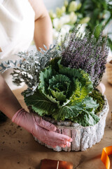 Close-up of hands adjusting a cabbage, dusty miller, and heather arrangement in a rustic planter....