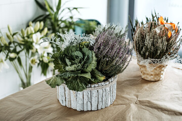 Thanksgiving Decorative white pot featuring ornamental cabbage, dusty miller, and purple heather...