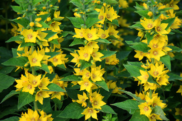 Yellow lysimachia flowers bloom in nature
