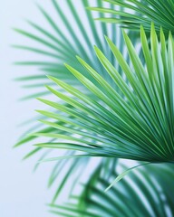 Green tropical palm leaves with shadows on light blue background