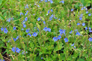 Veronica chamaedrys blooms in nature