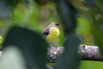 Goldfinch 01