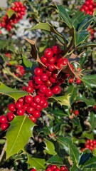 Holly Plant With Red Berries In Sunlight. Evergreen holly with bright red berries illuminated by sunlight, showing vibrant colors and seasonal beauty.