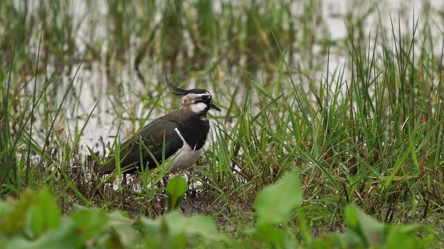 A northern lapwing (Vanellus vanellus) preening its feathers in spring