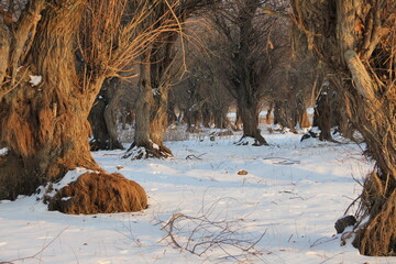 Ancient willows stand like mystical guardians along a snow-covered path