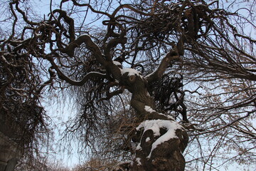 ancient willow tree displays its dramatic twisted architecture